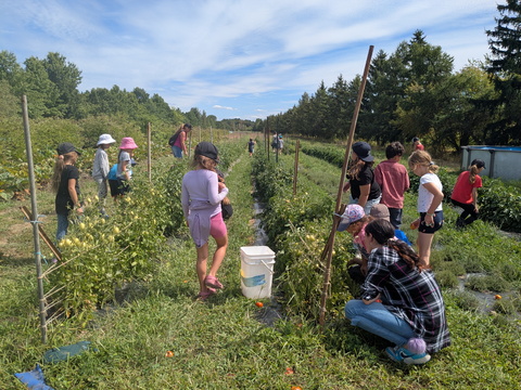 Dans les champs de tomates, les enfants font la chasse aux Sphinx de la tomate (une belle grosse chenille dodue)